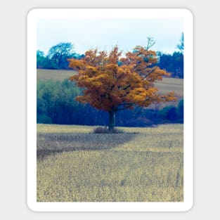 Fall Tree In Field 2 Sticker